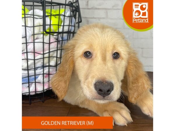 Golden Retriever – 3792