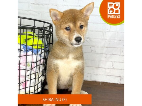 Shiba Inu – 3799