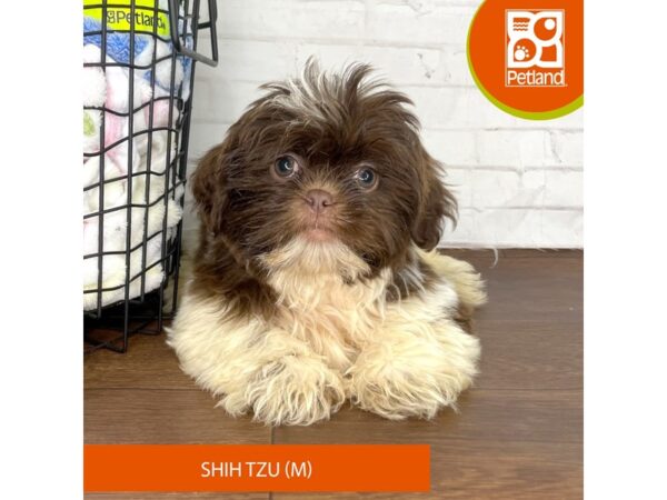 Shih Tzu – 3805