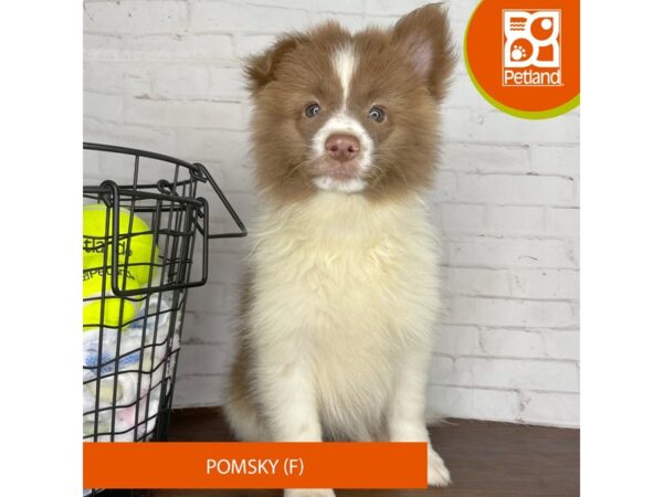 Pomsky – 3815