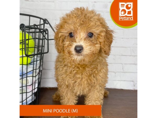Poodle Mini – 3812