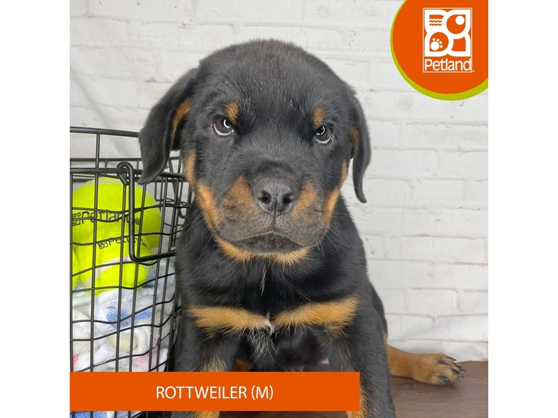 Rottweiler - 3811 Image #1