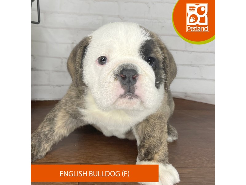 English Bulldog - 3808 Image #1