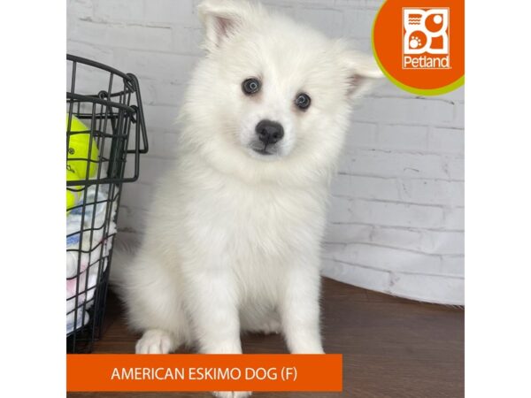 American Eskimo Dog – 3806