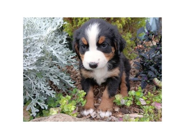 Bernese Mountain Dog – 3818