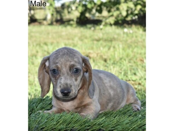 Dachshund – 3819
