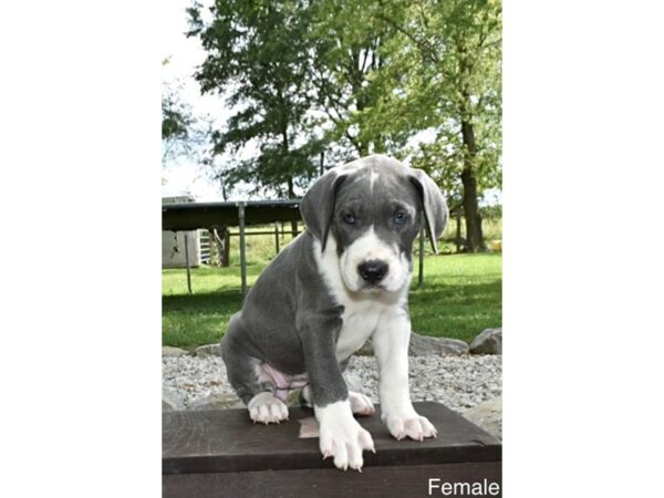 Great Dane – 3820
