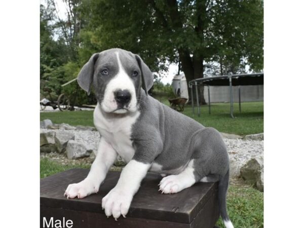 Great Dane – 3821