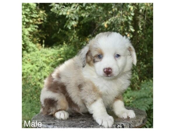 Miniature Australian Shepherd – 3822