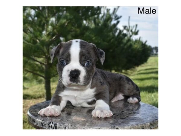 Boston Terrier – 3823