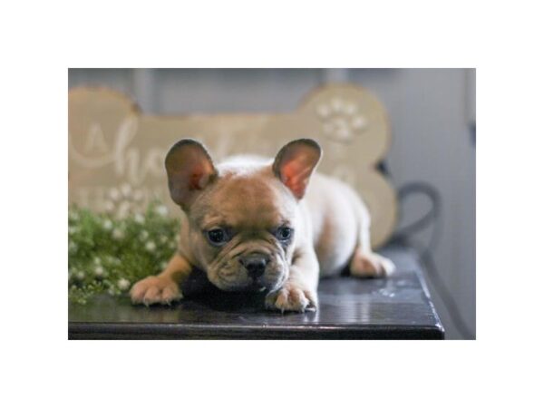 French Bulldog – 3824