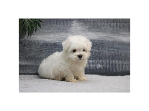 Maltese – 3825