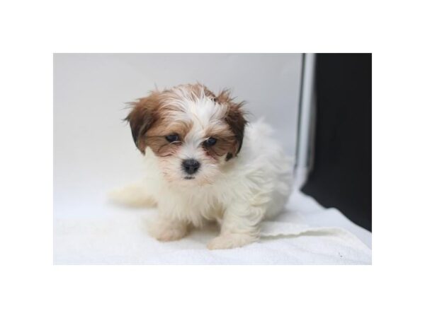 Teddy Bear – 3826