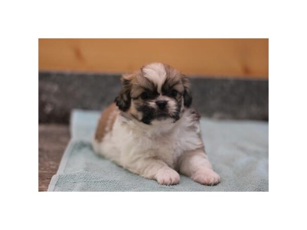 Pekingese – 3827