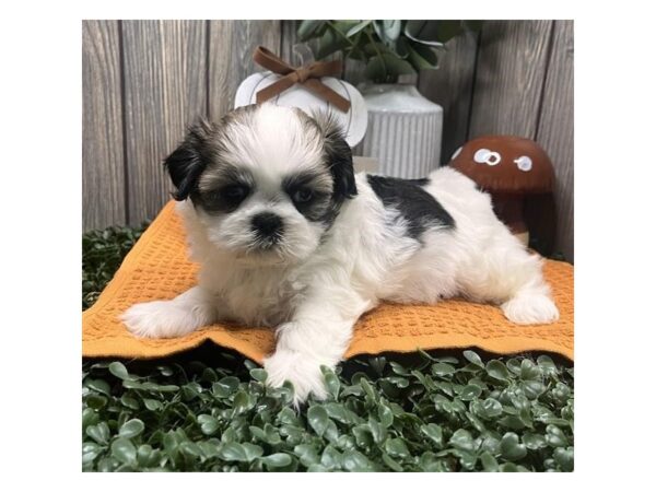 Shih Tzu – 3828