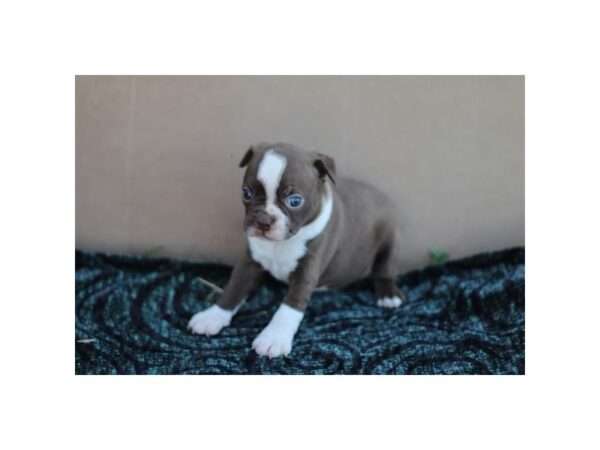 Boston Terrier – 3829