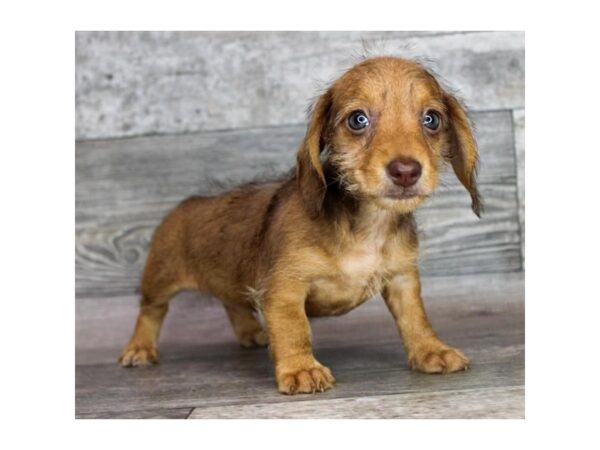 Dachshund – 3816