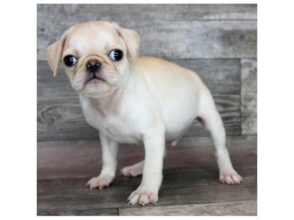 Pug – 3817