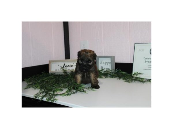 Soft Coated Wheaten Terrier – 3830
