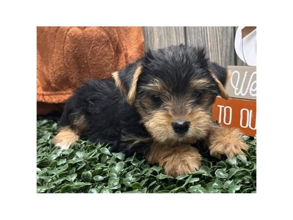 Yorkshire Terrier – 3831