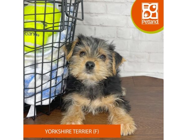 Yorkshire Terrier – 3831