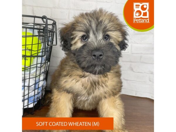 Soft Coated Wheaten Terrier – 3830