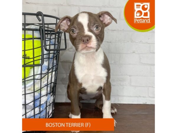 Boston Terrier – 3829