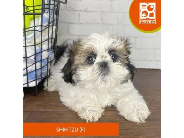 Shih Tzu – 3828