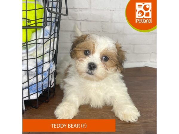 Teddy Bear – 3826