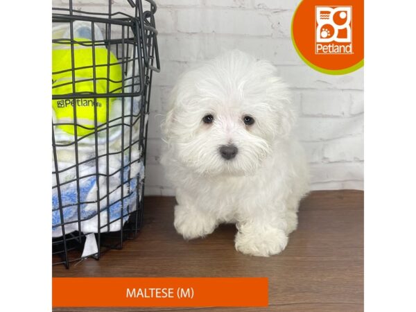 Maltese – 3825