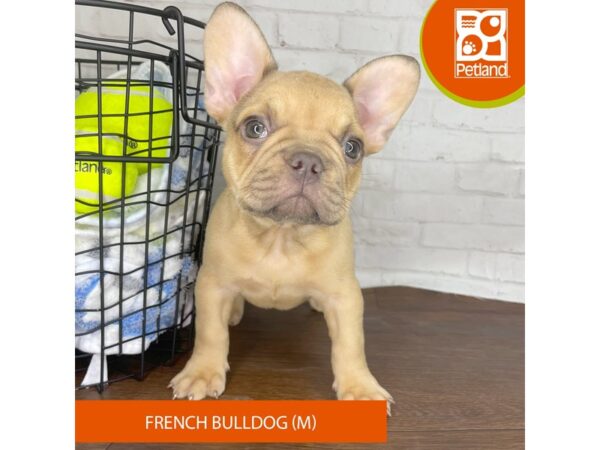 French Bulldog – 3824