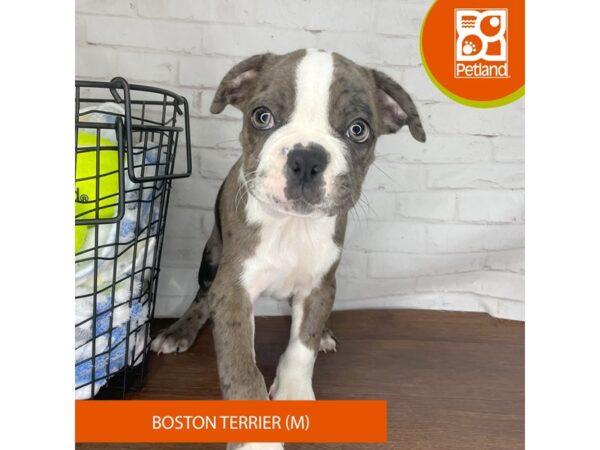 Boston Terrier – 3823