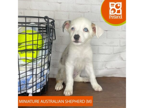 Miniature Australian Shepherd – 3822
