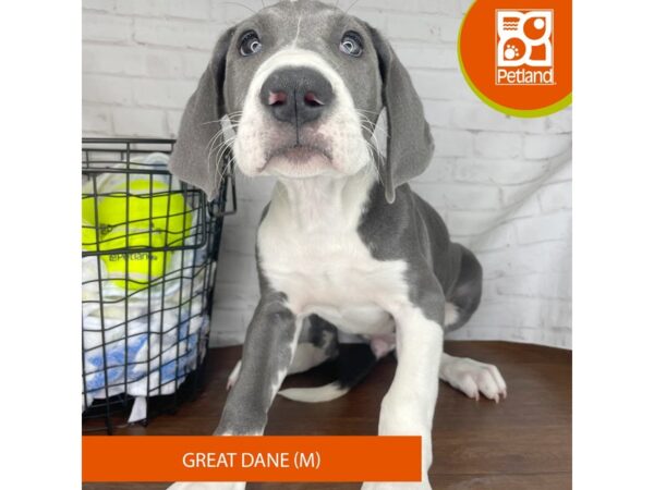 Great Dane – 3821