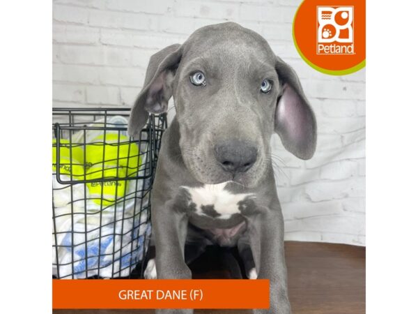 Great Dane – 3820