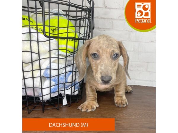 Dachshund – 3819