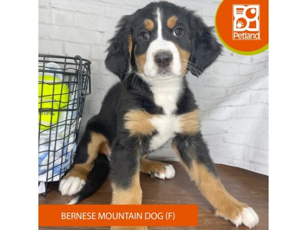 Bernese Mountain Dog – 3818
