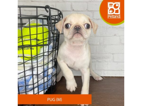 Pug – 3817