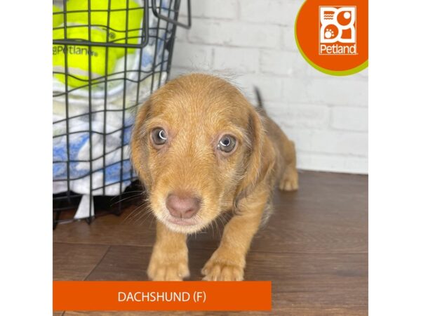 Dachshund – 3816