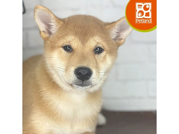 Shiba Inu – 3896