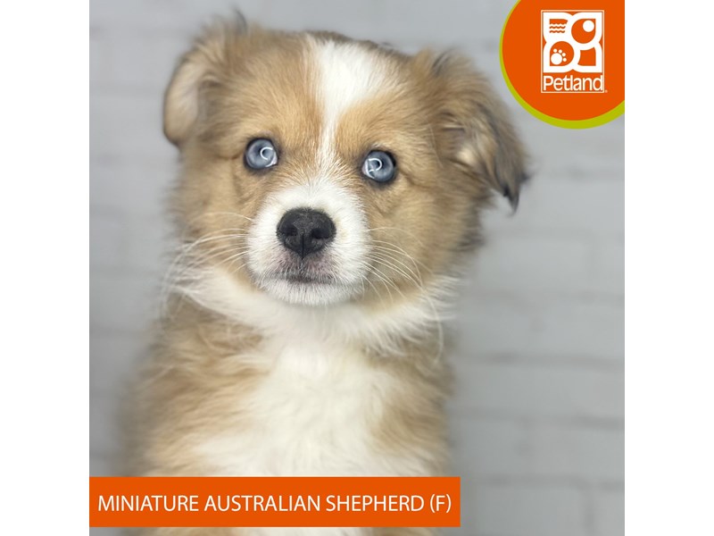 Miniature Australian Shepherd - 3912 Image #1