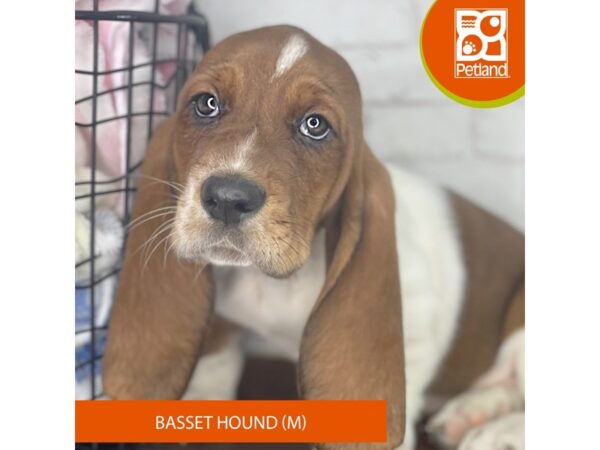 Basset Hound – 3927