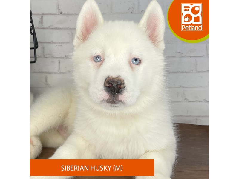 Siberian Husky - 3926 Image #1