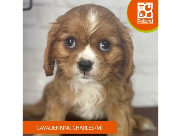 Cavalier King Charles Spaniel – 3924