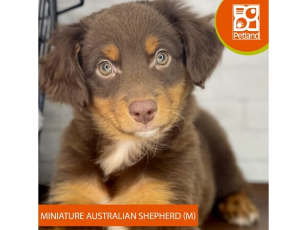 Miniature Australian Shepherd – 3920