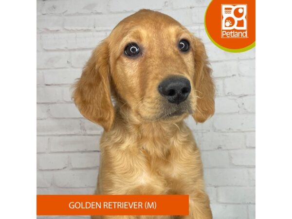 Golden Retriever – 3940