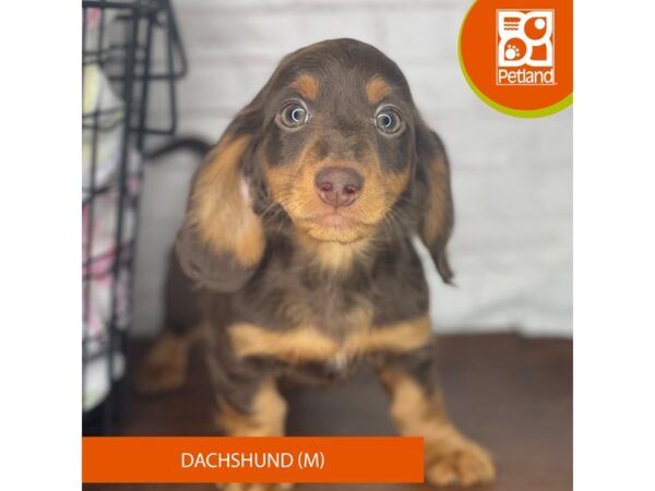 Dachshund – 3936