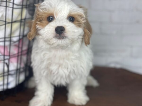 Maltipoo – 3932