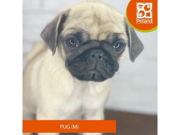 Pug – 3956