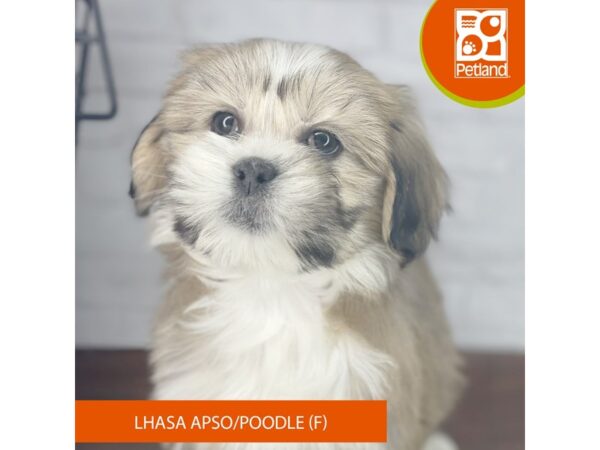 Lhasa Apso/Poodle – 3955
